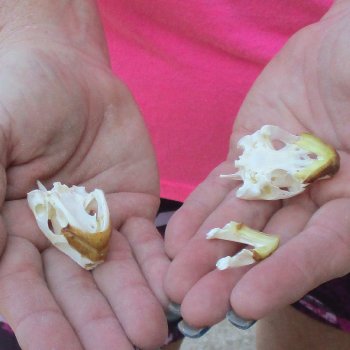 Two Red Eared Slider Turtle Skulls, 1-1/4 and 1-3/4 inch long - for $31/lot 