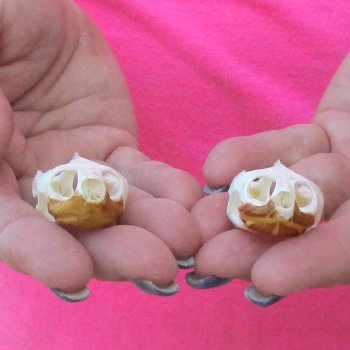 Two Red Eared Slider Turtle Skulls, 1-1/2 and 1-1/2 inch long - for $31/lot 