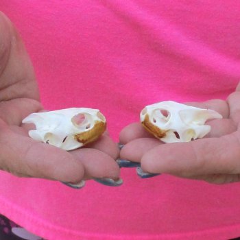 Two Red Eared Slider Turtle Skulls, 1-1/2 and 1-1/2 inch long - for $31/lot 