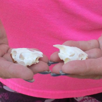 Two Red Eared Slider Turtle Skulls, 1-1/2 and 1-1/2 inch long - for $31/lot 