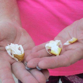 Two Red Eared Slider Turtle Skulls, 1-1/2 and 1-1/2 inch long - for $31/lot 