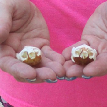Two Red Eared Slider Turtle Skulls, 1-1/2 and 1-3/4 inch long - for $31/lot 