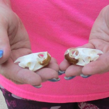 Two Red Eared Slider Turtle Skulls, 1-1/2 and 1-3/4 inch long - for $31/lot 