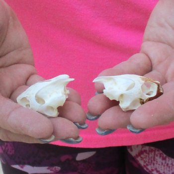 Two Red Eared Slider Turtle Skulls, 1-1/2 and 1-3/4 inch long - for $31/lot 