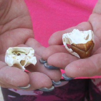 Two Red Eared Slider Turtle Skulls, 1-1/2 and 1-3/4 inch long - for $31/lot 