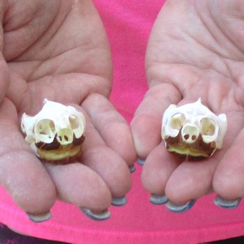 Two Red Eared Slider Turtle Skulls, 1-1/2 and 1-1/2 inch long - for $31/lot 
