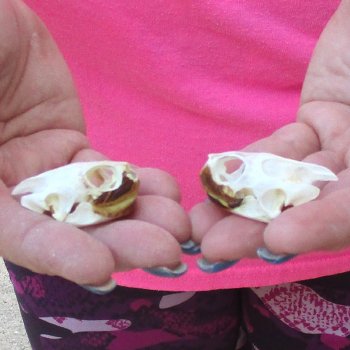 Two Red Eared Slider Turtle Skulls, 1-1/2 and 1-1/2 inch long - for $31/lot 