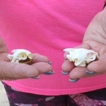 Two Red Eared Slider Turtle Skulls, 1-1/2 and 1-1/2 inch long - for $31/lot 