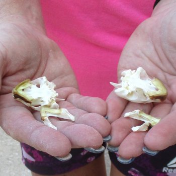 Two Red Eared Slider Turtle Skulls, 1-1/2 and 1-1/2 inch long - for $31/lot 
