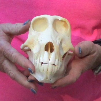 7" Female Baboon Skull - $155 (CITES P-000028466)