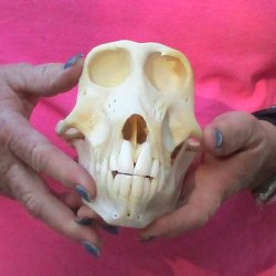 7" Female Baboon Skull - $155 (CITES P-000028466)