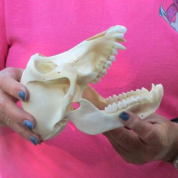 7" Female Baboon Skull - $155 (CITES P-000028466)