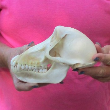 7" Female Baboon Skull - $155 (CITES P-000028466)