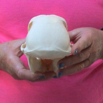 7" Female Baboon Skull - $155 (CITES P-000028466)