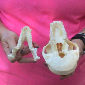 7" Female Baboon Skull - $155 (CITES P-000028466)