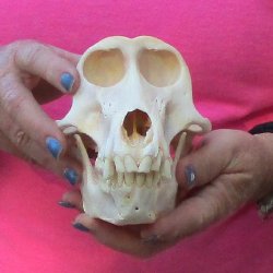 7" Female Baboon Skull - $155 (CITES P-000028466)