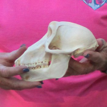 7" Female Baboon Skull - $155 (CITES P-000028466)