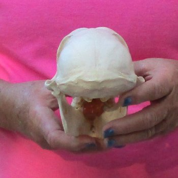 7" Female Baboon Skull - $155 (CITES P-000028466)