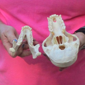 7" Female Baboon Skull - $155 (CITES P-000028466)