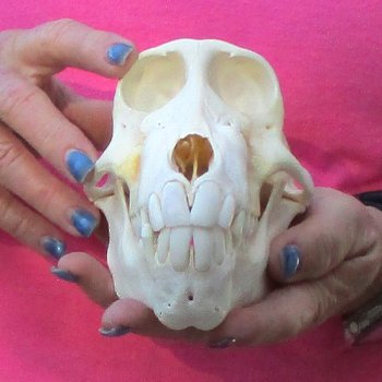 7" Female Baboon Skull - $155 (CITES P-000028466)