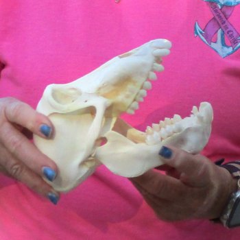 7" Female Baboon Skull - $155 (CITES P-000028466)