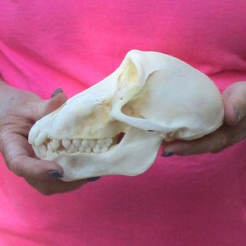7" Female Baboon Skull - $155 (CITES P-000028466)