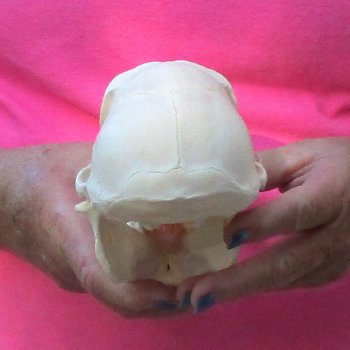 7" Female Baboon Skull - $155 (CITES P-000028466)