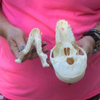 7" Female Baboon Skull - $155 (CITES P-000028466)