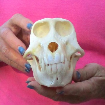 6-3/4" Female Baboon Skull - $155 (CITES P-000028466)