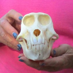 6-3/4" Female Baboon Skull - $155 (CITES P-000028466)