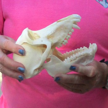 6-3/4" Female Baboon Skull - $155 (CITES P-000028466)