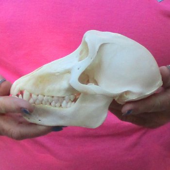 6-3/4" Female Baboon Skull - $155 (CITES P-000028466)