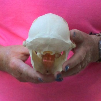 6-3/4" Female Baboon Skull - $155 (CITES P-000028466)