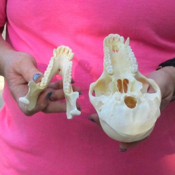 6-3/4" Female Baboon Skull - $155 (CITES P-000028466)