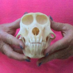6-3/4" Female Baboon Skull - $155 (CITES P-000028466)