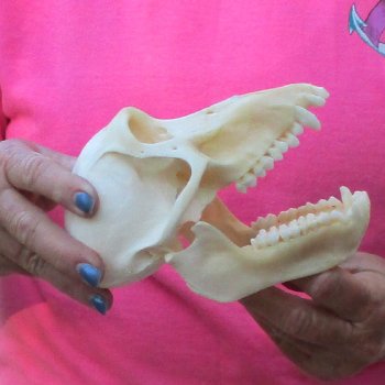 6-3/4" Female Baboon Skull - $155 (CITES P-000028466)