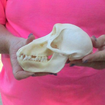 6-3/4" Female Baboon Skull - $155 (CITES P-000028466)