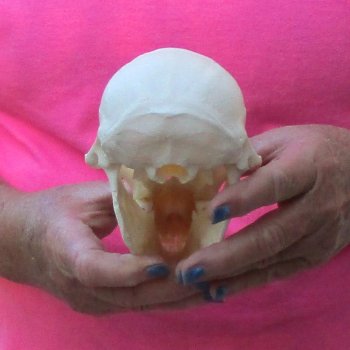 6-3/4" Female Baboon Skull - $155 (CITES P-000028466)