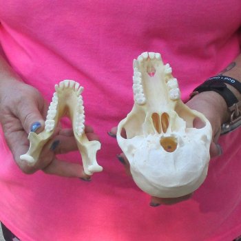 6-3/4" Female Baboon Skull - $155 (CITES P-000028466)