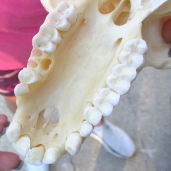 6-3/4" Female Baboon Skull - $155 (CITES P-000028466)