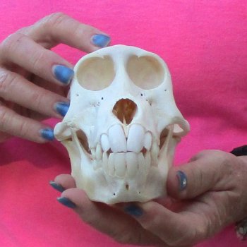 6" Female Baboon Skull - $155 (CITES P-000028466)