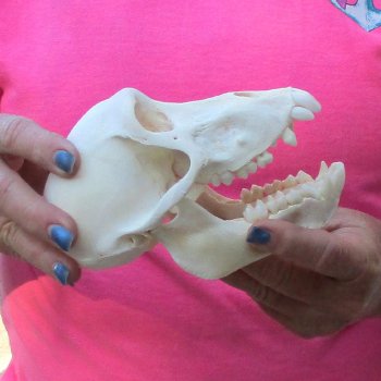 6" Female Baboon Skull - $155 (CITES P-000028466)
