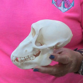 6" Female Baboon Skull - $155 (CITES P-000028466)