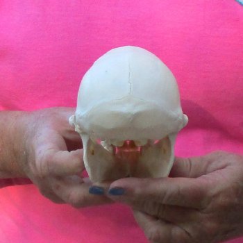 6" Female Baboon Skull - $155 (CITES P-000028466)