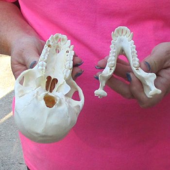 6" Female Baboon Skull - $155 (CITES P-000028466)