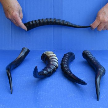 5pc Polished Blesbok Horns - for $75/lot