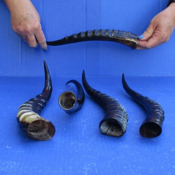 5pc Polished Blesbok Horns - for $75/lot