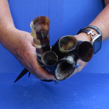 5pc Polished Blesbok Horns - for $75/lot