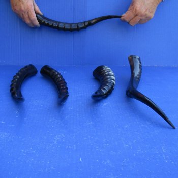 5pc Polished Blesbok Horns - for $75/lot