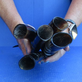 5pc Polished Blesbok Horns - for $75/lot